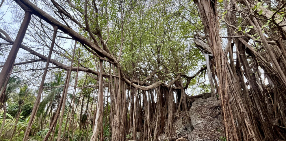 Arbol_que_camina,_Isla_Fuerte